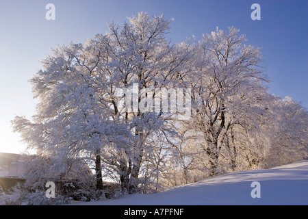 Bäume mit viel Schnee Peilstein Niederösterreich Stockfoto