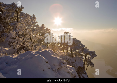 Schneebedeckte Tannen auf den Peilstein Hügel Niederösterreichs Stockfoto