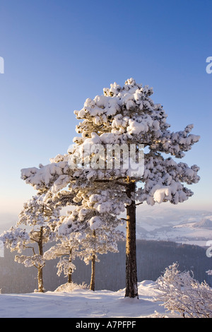 Drei schneebedeckte Kiefern auf dem Peilsteinhügel Niederösterreich Stockfoto