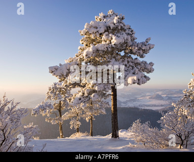 Drei schneebedeckte Kiefern auf dem Peilsteinhügel Niederösterreich Stockfoto