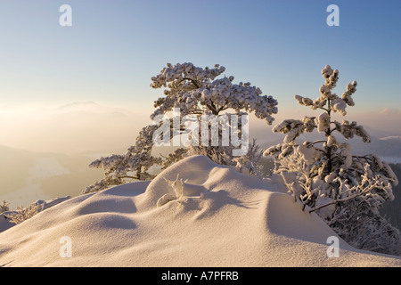 Schneebedeckte Tannen auf den Peilstein Hügel Niederösterreichs Stockfoto