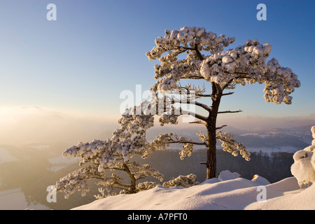 Schneebedeckte Tannen auf den Peilstein Hügel Niederösterreichs Stockfoto