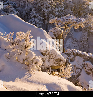 Schnee bedeckt Kiefer auf einem Felsen auf den Peilstein Hügel Niederösterreichs Stockfoto