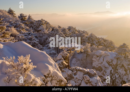 Schnee bedeckt Kiefer auf einem Felsen auf den Peilstein Hügel Niederösterreichs Stockfoto