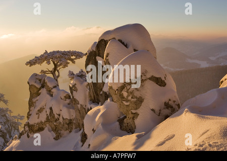 Schnee bedeckt Kiefer auf einem Felsen auf den Peilstein Hügel Niederösterreichs Stockfoto