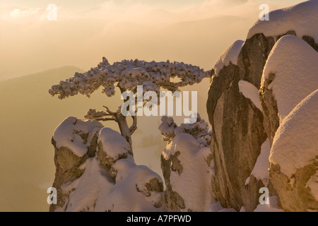 Schnee bedeckt Kiefer auf einem Felsen auf den Peilstein Hügel Niederösterreichs Stockfoto