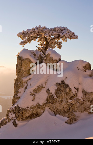 Schnee bedeckt Kiefer auf einem Felsen auf den Peilstein Hügel Niederösterreichs Stockfoto