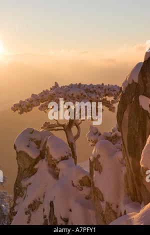 Schnee bedeckt Kiefer auf einem Felsen auf den Peilstein Hügel Niederösterreichs Stockfoto