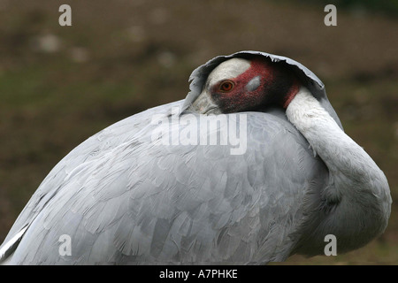 Stilicho Kranich (Grus Antigone), in den Schlaf Position aber offenen Augen mit Kopf in Federn Stockfoto