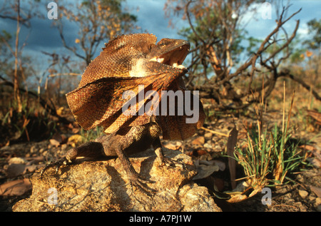 Gewundene Eidechse (Chlamydosaurus Kingii) geben defensive Display, NT, Australien. Stockfoto