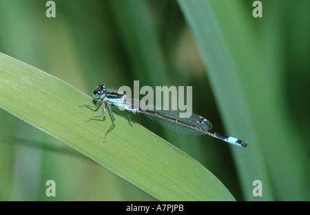 grüne Lestes, Emerald Damselfly (Lestes Sponsa), auf einem Blatt, Deutschland Stockfoto