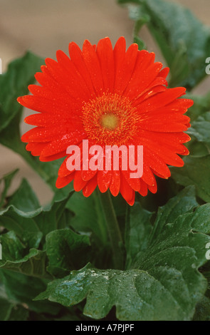 Barebeton Daisy, Gerbera, Transvaal Daisy (Gerbera Jamesonii), einzelne Blüte, Deutschland Stockfoto