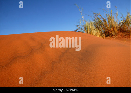 Sanddüne Kamm und ein Grasbüschel Namibrand Nature Reserve Namibia Stockfoto