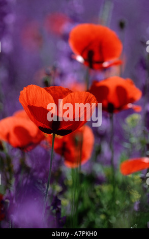 Orientalische Mohn (Papaver Orientale), orientalische Mohn im Gegenlicht Stockfoto