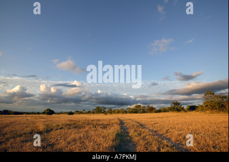 Bushveld Landschaft mit einem Feldweg schlängelt sich durch ein flaches Gebiet abgedeckt kurz Trockenrasen Sabie Sands Game Reserve Mpumalanga Stockfoto