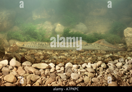 Meerneunauge (Petromyzon Marinus), Schwimmen über Kies, Deutschland Stockfoto