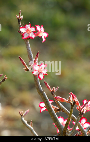 Die Blüten der ein Impala-Lilie Adenium Multiflorum, die in den Wintermonaten Juni und Juli blühen Stockfoto