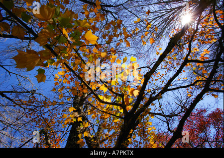 Sonne durch die Blätter der Bäume in Herbstfarben Pilger Rest Mpumalanga Südafrika Stockfoto