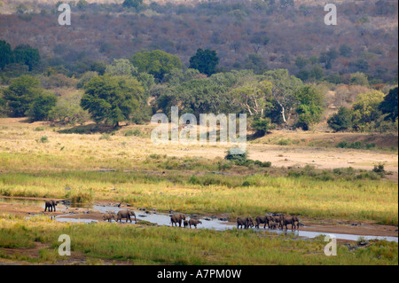 Eine malerische Aussicht auf eine Herde Zucht von afrikanischen Elefanten über den Olifants River Kruger National Park Limpopo Provinz Stockfoto