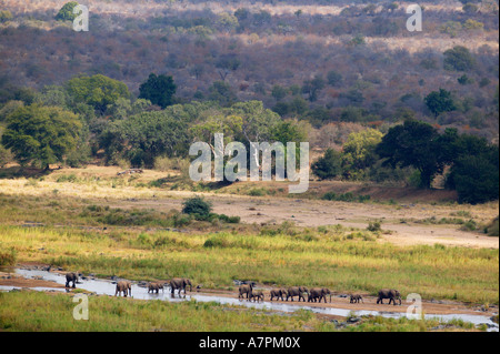 Eine malerische Aussicht auf eine Herde Zucht von afrikanischen Elefanten über den Olifants River Krüger-Nationalpark Stockfoto