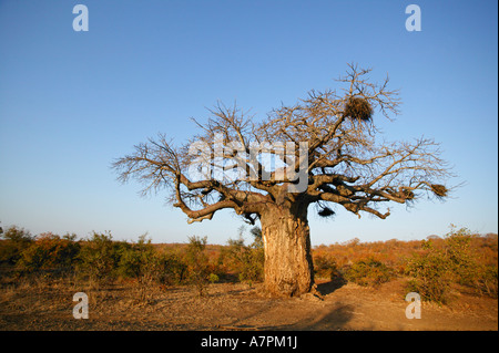 Ein einsamer Baobab Baum Affenbrotbäume Digitata mit Buffalo Weber Nester in den Niederlassungen in Mopane Veld Kruger Nationalpark Limpopo Stockfoto