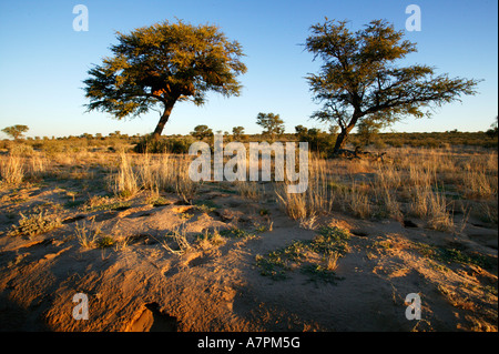 Akazien-Savanne in der Kalahari-Wüste mit einem Kamel Dornenbaum, enthält eine gesellige Weber verschachteln Stockfoto