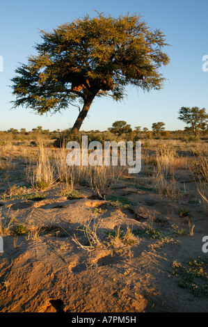 Akazien-Savanne in der Kalahari mit einem Kamel Dornenbaum, enthält eine gesellige Weber verschachteln Stockfoto