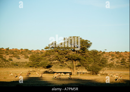 Eine malerische Aussicht auf eine Herde Springböcke Weiden rund um eine große Kamel Dornenbaum Kgalagadi Transfrontier Park Stockfoto