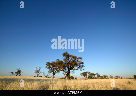 Kalahari-Grünland-Szene mit Camel Thorn Bäumen Acacia Erioloba im nördlichen Kgalagadi Transfrontier park Stockfoto