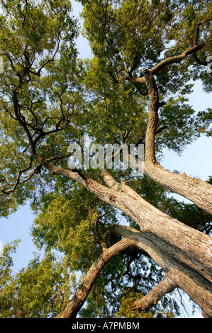 Jackalberry Baum Diospiros Mespiliformis betrachtet von unten Sabi Sand Game Reserve Mpumalanga in Südafrika Stockfoto