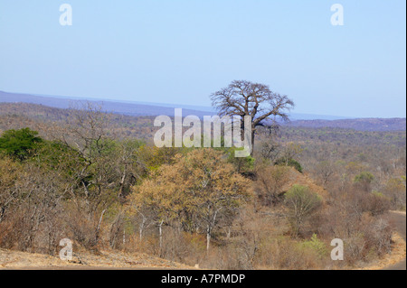 Ein Baobab zeichnet sich vor anderen Vegetation in den sanften Hügeln des Limpopo River Valley in der nördlichen Kruger National Park Stockfoto