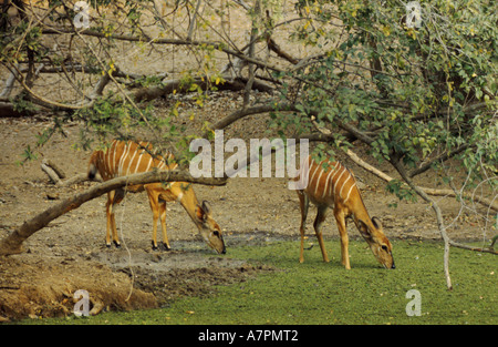 Nyala (Tragelaphus Angasi), zwei Hündinnen, trinken am Wasserloch Stockfoto