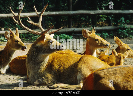 Barasingha, Sumpf-Hirsch (Cervus Duvauceli), ruhen Gruppe Stockfoto