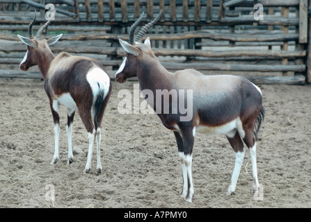 Bontebok, Blessböcke (Damaliscus Dorcas Dorcas), zwei Personen, gefangen Stockfoto