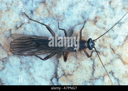 Steinfliegenmuster (Nemoura Cinerea), Imago, Ansicht von oben Stockfoto