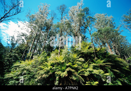 Eberesche, viktorianischen Asche (Eukalyptus Regnans), gilt die höchste Pflanzenarten der Welt, Waldrand mit fer Stockfoto