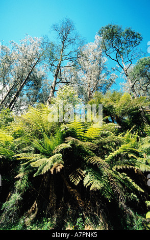 Eberesche, viktorianischen Asche (Eukalyptus Regnans), gilt die höchste Pflanzenarten der Welt, Waldrand mit fer Stockfoto