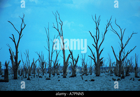 Eukalyptus (Eucalyptus spec.), Tod-Eukalyptus-Bäume im Wasser-Reservoir, Australien, Suedkueste Stockfoto