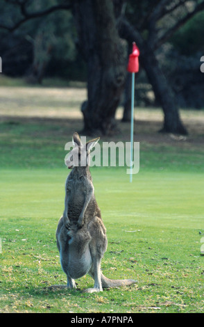 Kangaroo Island Känguru (Macropus Fuliginosus Fuliginosus), Mutter mit jungen im Beutel stehen auf einem Golfplatz, an Loch 14, Stockfoto