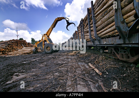 Protokolle der Verladung in einem Zug zu einem Verarbeitungsbetrieb Graskop Mpumalanga in Südafrika transportiert werden Stockfoto