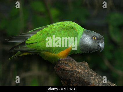 Mohrenkopf (Poicephalus Senegalus), auf einem Ast, seitliche Stockfoto