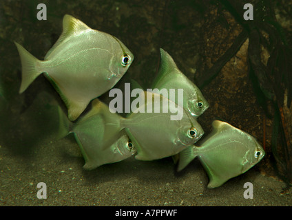 Silber-Mono, Moonfish, Diamondfish, Fingerfish, Kilefish, Butter-Brassen, Silber verträumt (Monodactylus Argenteus), Untiefe Stockfoto