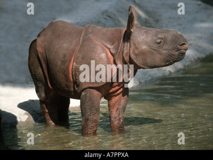 größere Panzernashorn, großen indischen einen gehörnten Nashorn (Rhinoceros Unicornis), jung Stockfoto