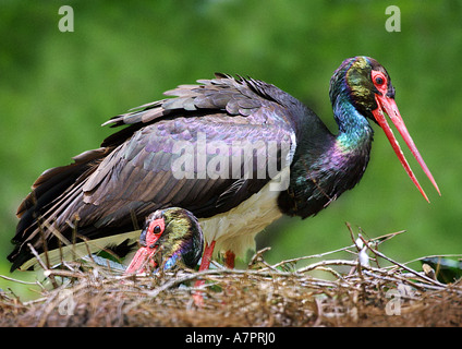 Schwarzstorch (Ciconia Nigra), paar am nest Stockfoto