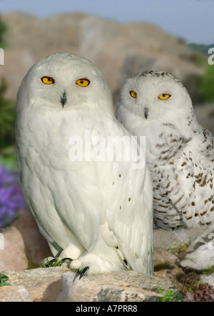 Schnee-Eule (Nyctea Scandiaca), zwei Personen nebeneinander sitzen Stockfoto