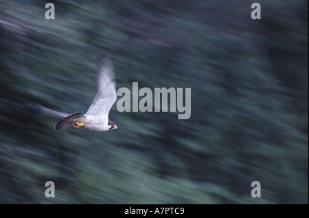 Wanderfalke Falco peregrinus bei hoher Geschwindigkeit neben Porcupine River, Alaska fliegen. August 2003. Stockfoto