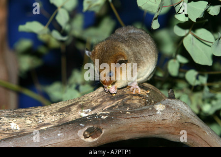 Spinifex hopping Maus (Notomys Alexis), sitzt auf einem Ast, Fütterung, Australien, Victoria Stockfoto