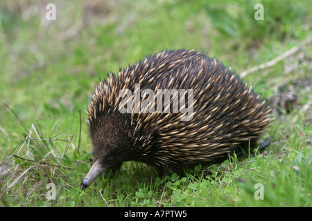 kurznasige Echidna, Kurzschnabeligel, stachelige Ameisenbär (Tachyglossus Aculeatus), Lateral, Australien, Victoria Stockfoto