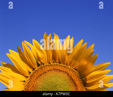 FR - PROVENCE: Sonnenblume Stockfoto