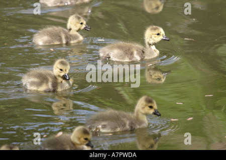 Kanada Gänse Gänsel, Schwimmen Stockfoto